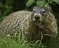 Marmotte