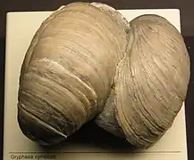 Gryphaea cambium.