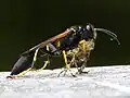 Un Sceliphron déplaçant une araignée