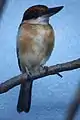 Todiramphus cinnamominus cinnamominus