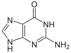 Guanine (G)