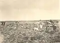 Guérillas des forces nationalistes lors de la révolution de 1897 en Uruguay (1897).