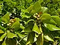 Fruits, îles Raja Ampat, Indonésie