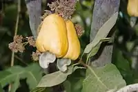 Pédoncule floral, induvie jaune et rouge très hypertrophiée de la pomme de cajou
