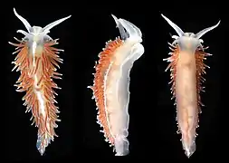 Gulenia monicae.
