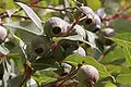 Corymbia ficifolia,  (Fruits)
