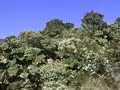Gunnera insignis (Gunnerales, Gunneraceae), Costa Rica