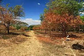Saldaña (Tolima)