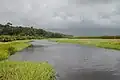 Rivière de Kaw, marais de Kaw