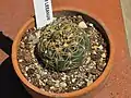 Gymnocalycium leeanum