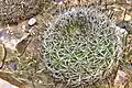 Gymnocalycium saglionis