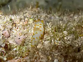 Gymnodoris impudica