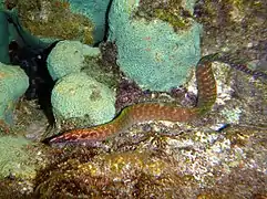 Gymnothorax margaritophorus