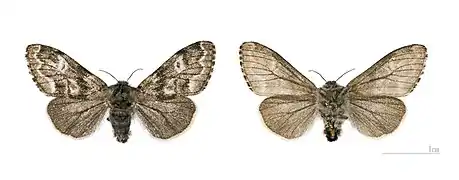 Les deux faces d'un adulte ♀ Muséum de Toulouse