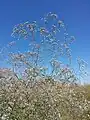 Inflorescence