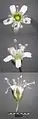 Fleurs