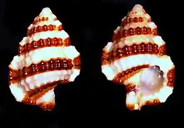 Gyrineum gyrinum.