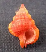 Gyrineum roseum.