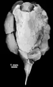 Gyrocystis (Cincta).
