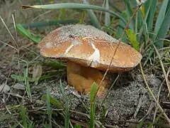 Gyroporus ammophilus, le Bolet des sables, suspecté toxique.