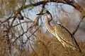 Héron cendré (Ardea cinere) perché dans un Tamaris (2017) ;