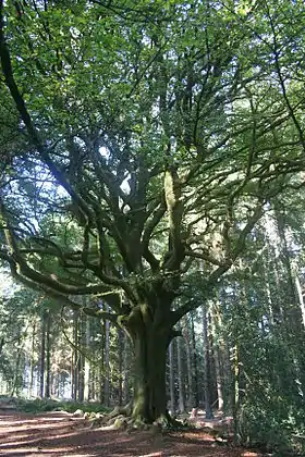 Le hêtre de Ponthus en septembre 2011.