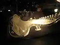 Proposition de Dynamic Star International.