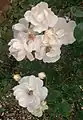 Rose 'Moonlight'