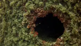 La coque