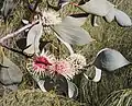 Hakea petiolaris.