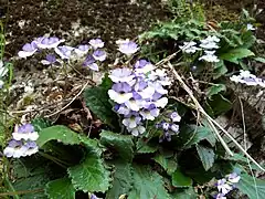 Haberlea rhodopensis