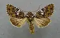 Hadena albimacula