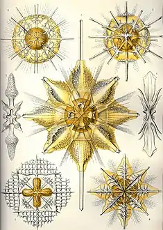 Clade des Acanthometra