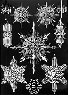 Planche des « Acanthophracta »