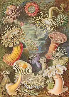 Anémones de mer (Actinaria)