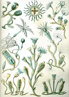 45. Campanariae