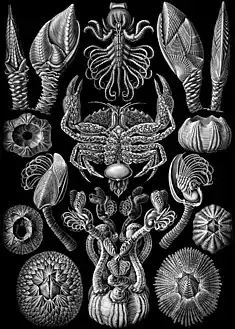 57. Cirripedia