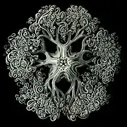 Une Gorgonocephalus repliée, dessinée par Ernst Haeckel (F.A.N., 1904).