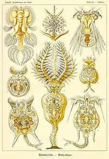 32. Rotatoria