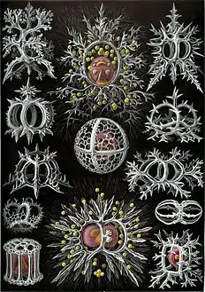Planche des « Stephoidea »