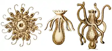 Ectopleura larynx