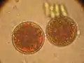 Haematococcus sp. (Chlorophyceae)