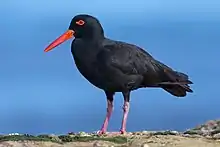 Huîtrier fuligineux, 'Haematopus fuliginosus) (Haematopodidae)