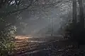 Hainault Forest Woodland Trust section;  un matin brumeux de novembre 2013