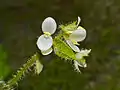 Une inflorescence