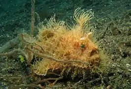 Antennarius striatus (Antennariidae).