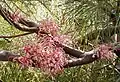 Hakea bakeriana.