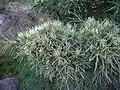 Hakea corymbosa Australie occidentale.