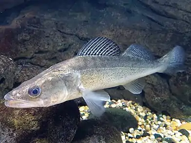 Le Sandre (Sander lucioperca) a été introduit en France à la fin du XIXe&nbsp;siècle, étant un carnassier réputé pour la pêche sportive.