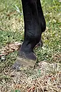 Pied rampin, la paroi est très verticale et les talons très hauts.